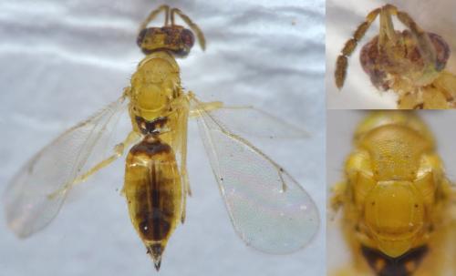 Cirrospilus sp.